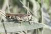 Epacromius tergestinus tergestinus